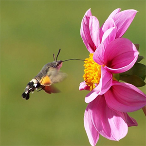 Μέλι Ανθέων 950γρ