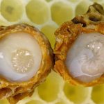 Βασιλικός Πολτός bio 10ml