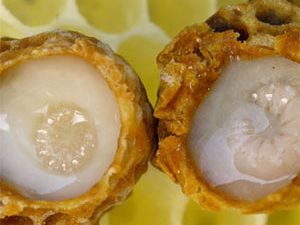 Βασιλικός Πολτός bio 10ml