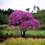 Λαπάχο - Ιπέροξο