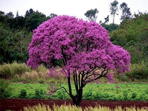 Λαπάχο - Ιπέροξο