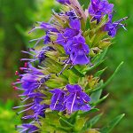 Ύσσωπος 50γρ