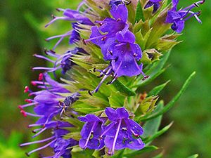 Ύσσωπος 50γρ