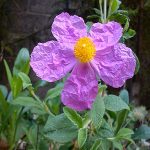 Λαδανιά - Κιστός 50γρ