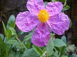 Λαδανιά - Κιστός 50γρ