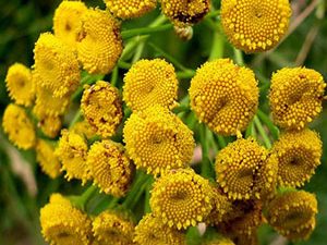 Τανατσέτο 50γρ