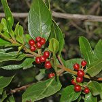 Ράμνος - Κασκάρα 100γρ