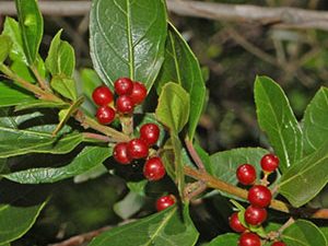 Ράμνος - Κασκάρα 100γρ