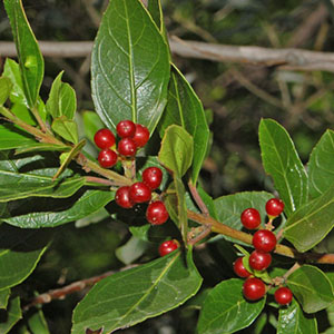 Ράμνος - Κασκάρα 100γρ