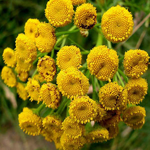 Τανατσέτο 50γρ