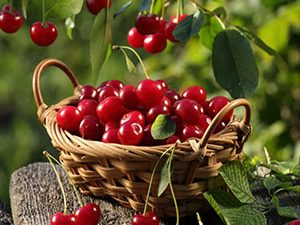 Μούρα οσμωτικά χ/ζ