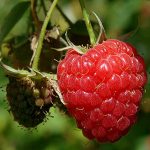 Σμέουρα Οσμωτικά Χ/Ζ 100gr