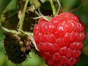 Σμέουρα Οσμωτικά Χ/Ζ 100gr