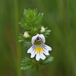 Ευφραζία 50γρ