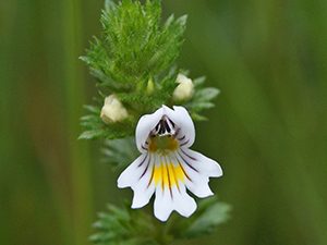 Ευφραζία 50γρ