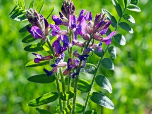 Αστράγαλος 100γρ