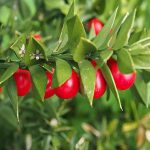 Λαγομηλιά 50γρ