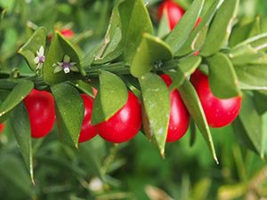 Λαγομηλιά 50γρ