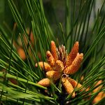 Οργανικό Θείο 100γρ