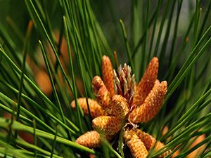 Οργανικό Θείο 100γρ