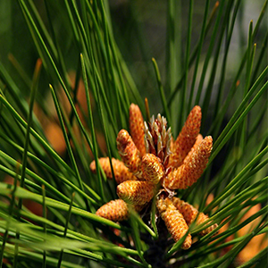 Οργανικό Θείο 100γρ