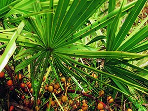 Σερενόα 100γρ