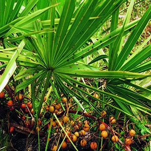 Σερενόα 100γρ