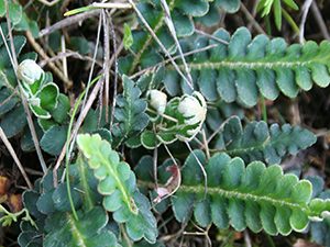 Σκορπιδόχορτο 50γρ