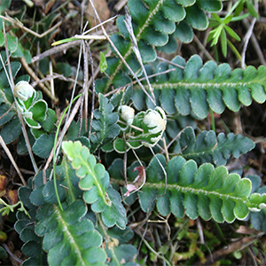 Σκορπιδόχορτο 50γρ
