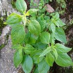 Παριετάρια - Περδικάκι  50γρ