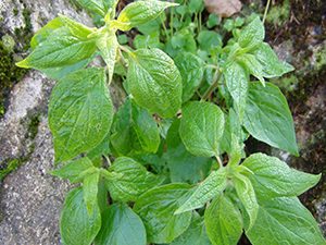 Παριετάρια - Περδικάκι  50γρ