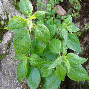 Παριετάρια - Περδικάκι 50γρ