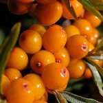 Χυμός Ιπποφαούς χ/ζ