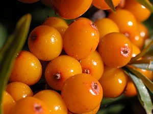 Χυμός Ιπποφαούς χ/ζ