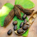 Mucuna 100gr