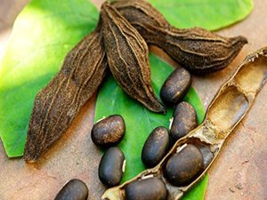 Mucuna 100gr
