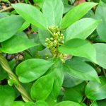 Γύμνεμα  50gr