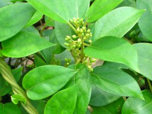 Γύμνεμα  50gr