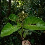 Γιοχίμπε  50gr