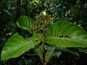 Γιοχίμπε  50gr