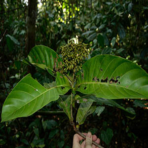 Γιοχίμπε 50gr