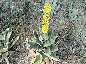 Φλόμος  50γρ