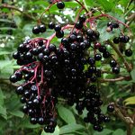 Ζαμπούκος Καρπός 50γρ