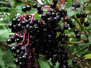 Ζαμπούκος Καρπός 50γρ