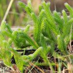 Λυκοπόδιο 50 γρ