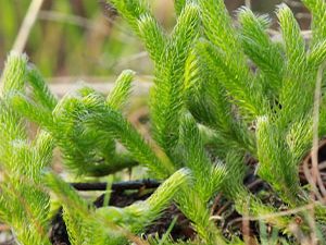Λυκοπόδιο 50 γρ