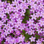 Κενταύριο 50 γρ