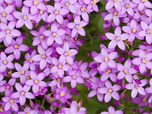 Κενταύριο 50 γρ