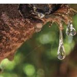 Μαστίχα Χίου δάκρυ 50γρ