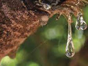 Μαστίχα Χίου δάκρυ 50γρ